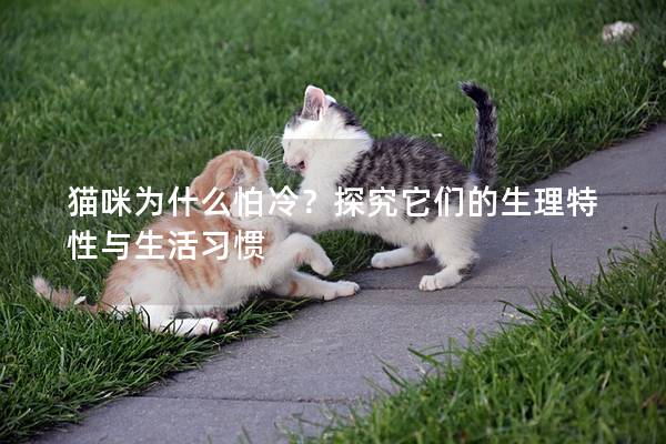 貓咪為什么怕冷？探究它們的生理特性與生活習(xí)慣