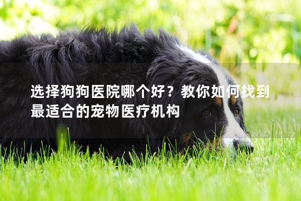 選擇狗狗醫院哪個好?教你如何找到最適合的寵物醫療機構 選擇狗狗醫院哪個好?教你如何找到最適合的寵物醫療機構