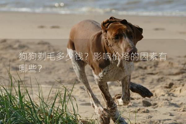 狗狗剃毛多少錢?影響價格的因素有哪些? 狗狗剃毛多少錢?影響價格的因素有哪些?
