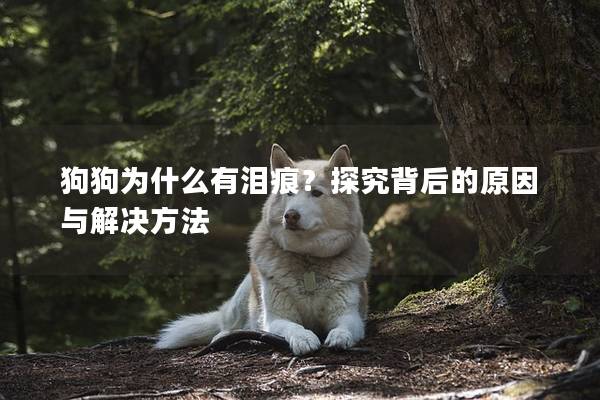 狗狗為什么有淚痕？探究背后的原因與解決方法