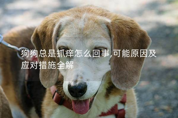 狗狗總是抓癢怎么回事,可能原因及應(yīng)對措施全解