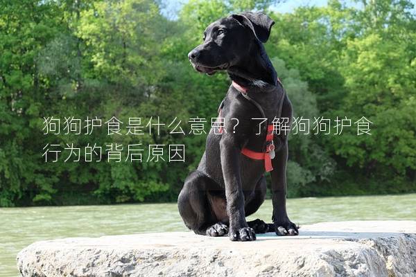 狗狗護(hù)食是什么意思？了解狗狗護(hù)食行為的背后原因