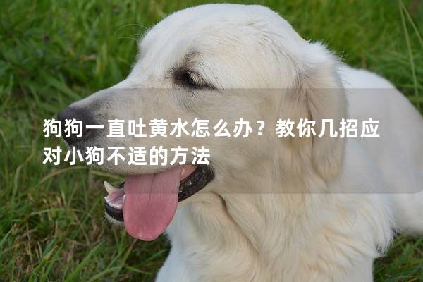 狗狗一直吐黃水怎么辦？教你幾招應對小狗不適的方法