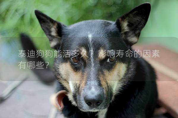 泰迪狗狗能活多久？影響壽命的因素有哪些？