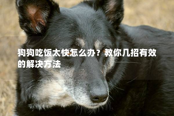 狗狗吃飯?zhí)煸趺崔k？教你幾招有效的解決方法