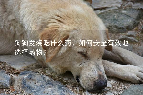 狗狗發燒吃什么藥，如何安全有效地選擇藥物？