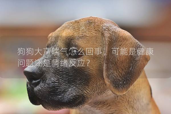 狗狗大聲喘氣怎么回事，可能是健康問題還是情緒反應？