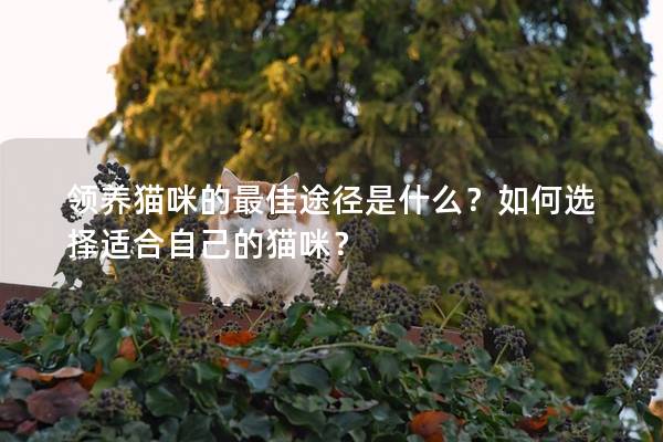 領(lǐng)養(yǎng)貓咪的最佳途徑是什么?如何選擇適合自己的貓咪? 領(lǐng)養(yǎng)貓咪的最佳途徑是什么?如何選擇適合自己的貓咪?