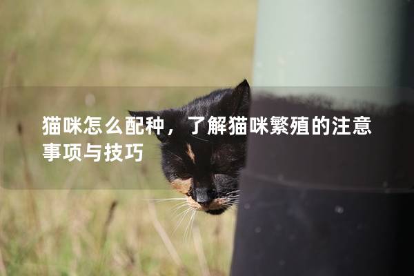 貓咪怎么配種，了解貓咪繁殖的注意事項與技巧