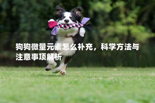 狗狗微量元素怎么補(bǔ)充，科學(xué)方法與注意事項解析