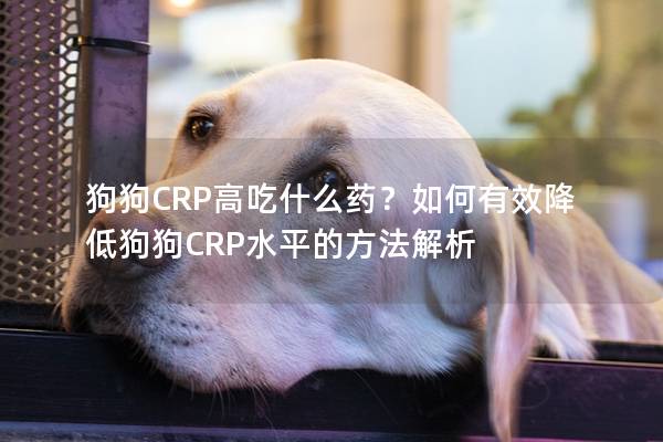 狗狗CRP高吃什么藥？如何有效降低狗狗CRP水平的方法解析