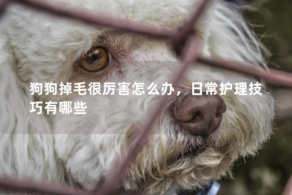 狗狗掉毛很厲害怎么辦，日常護(hù)理技巧有哪些