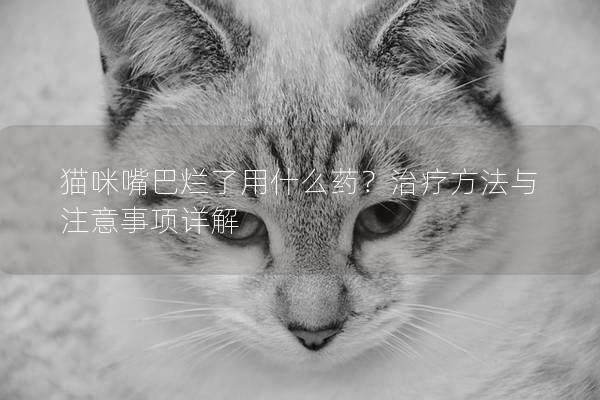 貓咪嘴巴爛了用什么藥？治療方法與注意事項詳解