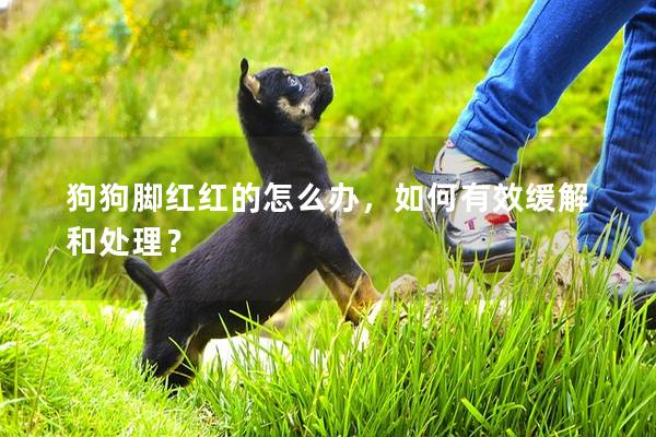 狗狗腳紅紅的怎么辦，如何有效緩解和處理？