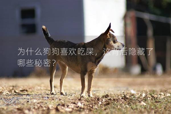 為什么狗狗喜歡吃屎，這背后隱藏了哪些秘密？