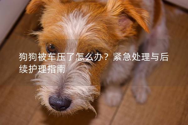 狗狗被車壓了怎么辦？緊急處理與后續(xù)護理指南
