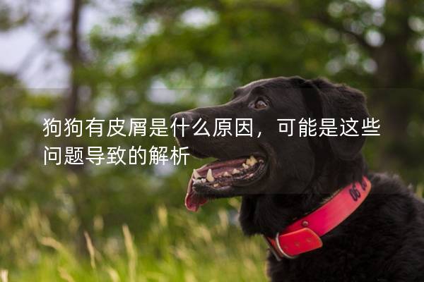狗狗有皮屑是什么原因，可能是這些問題導致的解析
