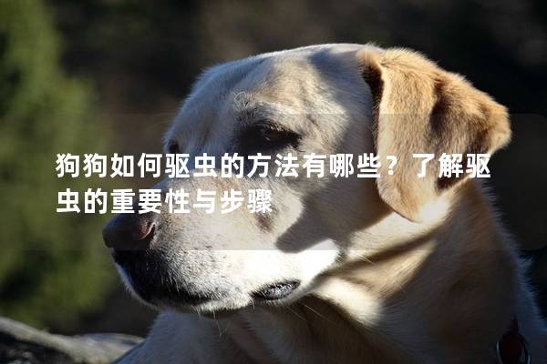 狗狗如何驅蟲的方法有哪些？了解驅蟲的重要性與步驟