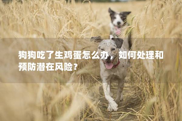 狗狗吃了生雞蛋怎么辦，如何處理和預防潛在風險？