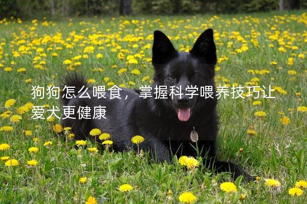 狗狗怎么喂食，掌握科學喂養技巧讓愛犬更健康