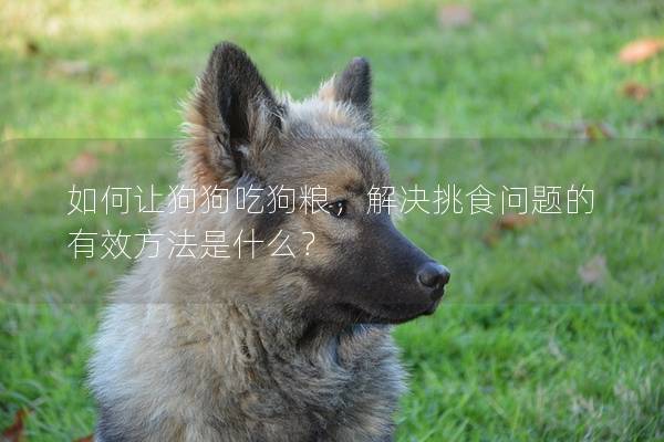 如何讓狗狗吃狗糧，解決挑食問題的有效方法是什么？