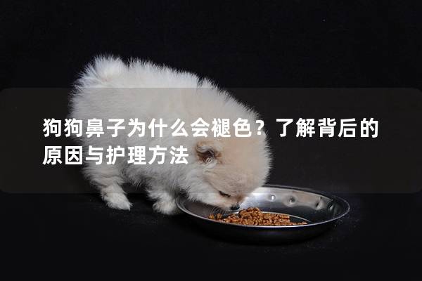 狗狗鼻子為什么會褪色?了解背后的原因與護理方法 狗狗鼻子為什么會褪色?了解背后的原因與護理方法