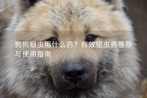 狗狗蛔蟲用什么藥？有效驅蟲藥推薦與使用指南