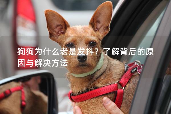 狗狗為什么老是發抖？了解背后的原因與解決方法