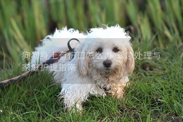 狗狗身上有傷口怎么辦,緊急處理與家庭護理指南