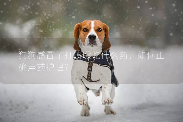 狗狗感冒了打噴嚏吃什么藥,如何正確用藥護(hù)理? 狗狗感冒了打噴嚏吃什么藥,如何正確用藥護(hù)理?