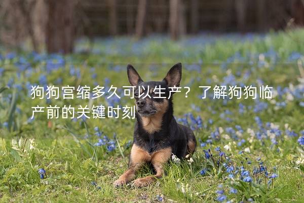 狗狗宮縮多久可以生產(chǎn)?了解狗狗臨產(chǎn)前的關(guān)鍵時(shí)刻 狗狗宮縮多久可以生產(chǎn)?了解狗狗臨產(chǎn)前的關(guān)鍵時(shí)刻