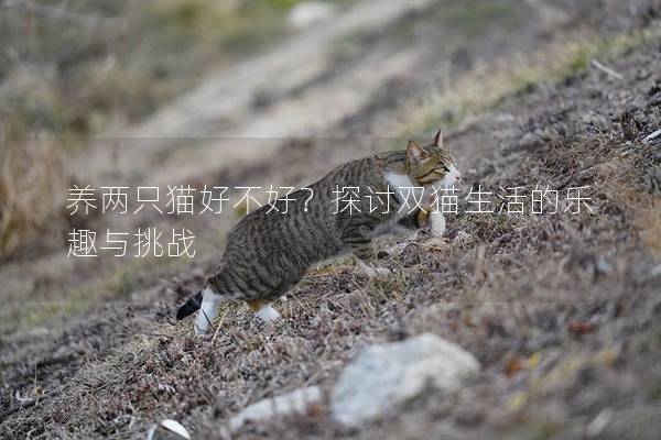 養兩只貓好不好？探討雙貓生活的樂趣與挑戰