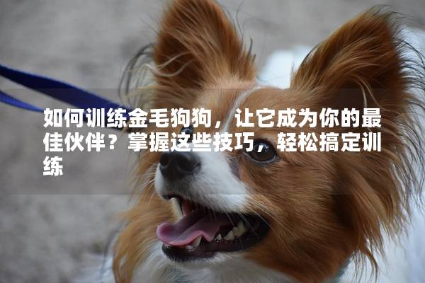 如何訓(xùn)練金毛狗狗，讓它成為你的最佳伙伴？掌握這些技巧，輕松搞定訓(xùn)練