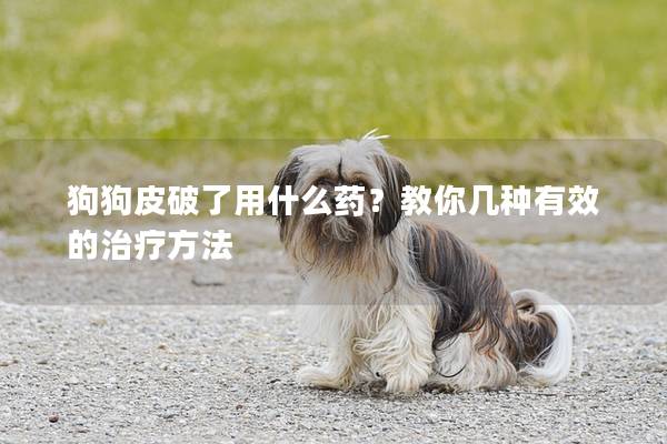 狗狗皮破了用什么藥？教你幾種有效的治療方法