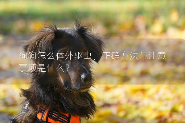 狗狗怎么體外驅蟲，正確方法與注意事項是什么？