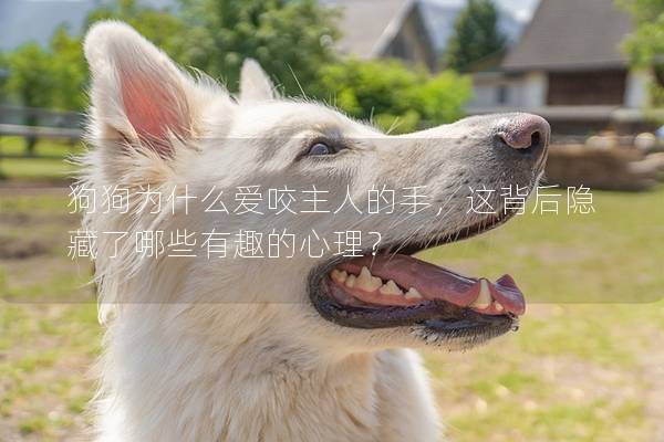 狗狗為什么愛咬主人的手，這背后隱藏了哪些有趣的心理？