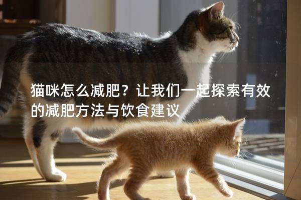 貓咪怎么減肥？讓我們一起探索有效的減肥方法與飲食建議