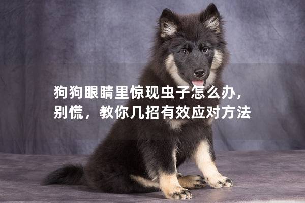 狗狗眼睛里驚現蟲子怎么辦, 別慌，教你幾招有效應對方法