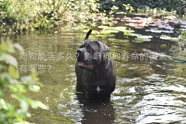 狗狗能活多久？影響狗狗壽命的因素有哪些？