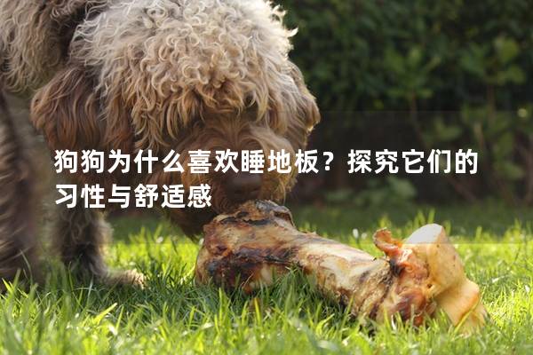 狗狗為什么喜歡睡地板？探究它們的習(xí)性與舒適感