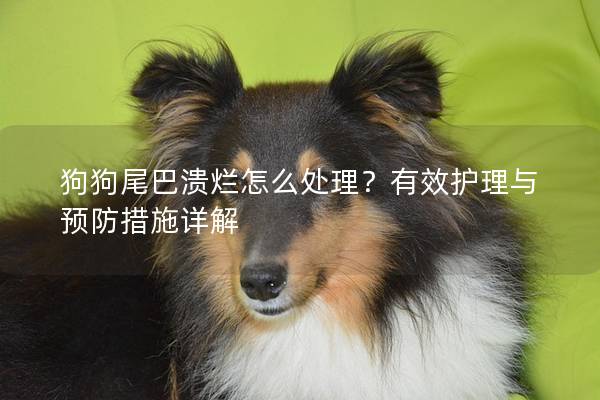 狗狗尾巴潰爛怎么處理？有效護理與預(yù)防措施詳解