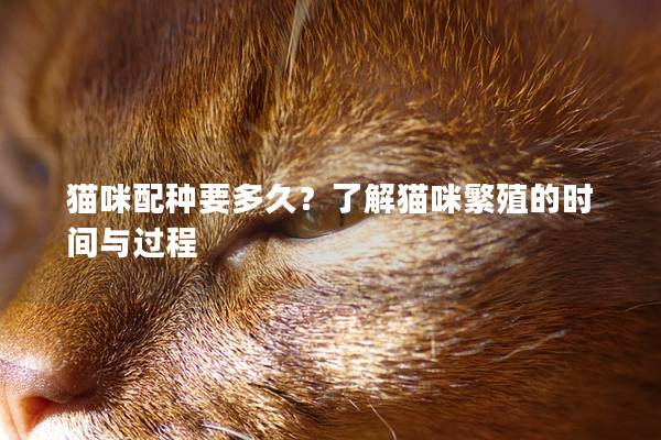 貓咪配種要多久?了解貓咪繁殖的時(shí)間與過(guò)程