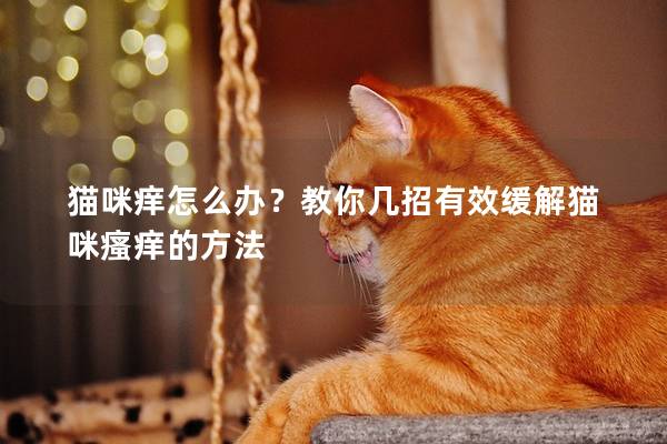 貓咪癢怎么辦?教你幾招有效緩解貓咪瘙癢的方法