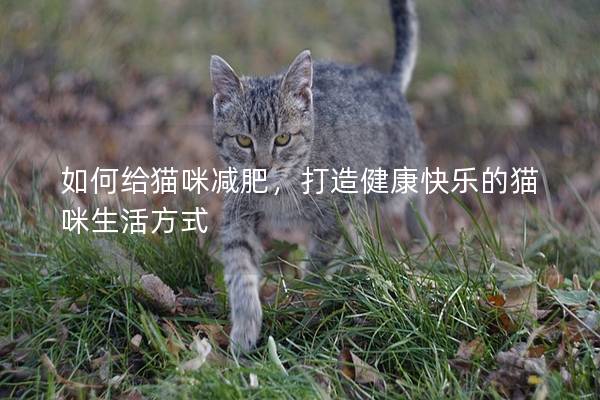 如何給貓咪減肥，打造健康快樂的貓咪生活方式