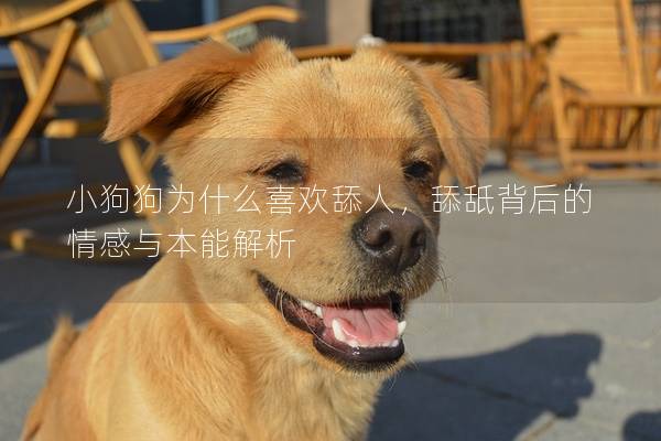 小狗狗為什么喜歡舔人，舔舐背后的情感與本能解析