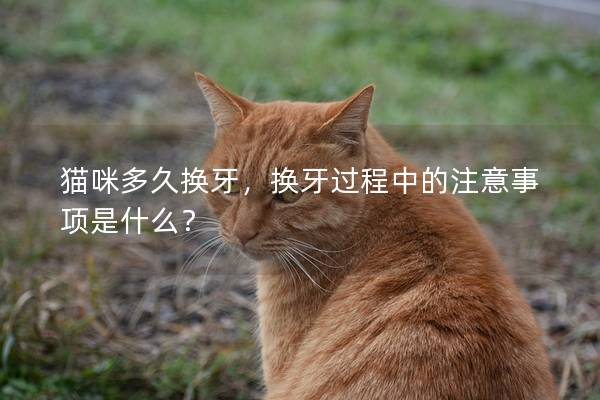 貓咪多久換牙，換牙過程中的注意事項(xiàng)是什么？