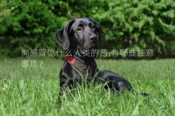 狗感冒吃什么人類(lèi)的藥,有哪些注意事項(xiàng)？