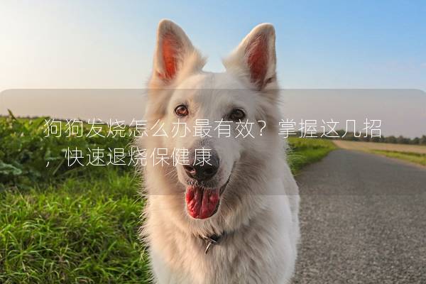 狗狗發燒怎么辦最有效？掌握這幾招，快速退燒保健康