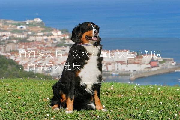 狗狗多久喝一次水？掌握這些小知識，確保愛犬健康
