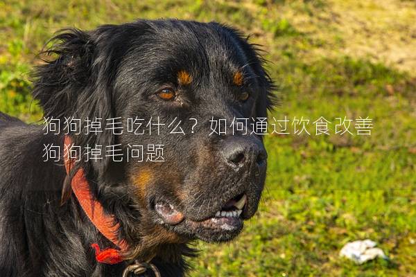 狗狗掉毛吃什么？如何通過飲食改善狗狗掉毛問題